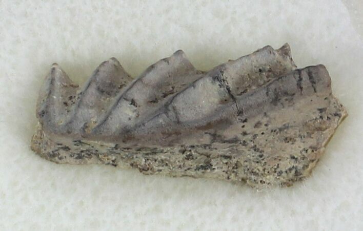Pennsylvanian Lungfish (Sagenodus) Mouthplate - Texas #33617